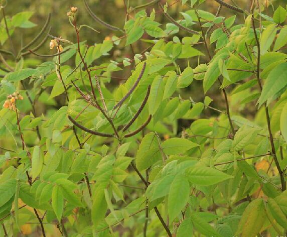 茳芒(槐葉決明)