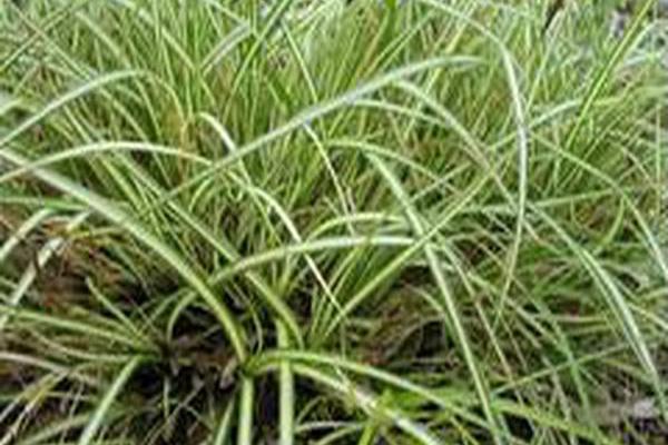 Carex morrowii \x27Variegata\x27