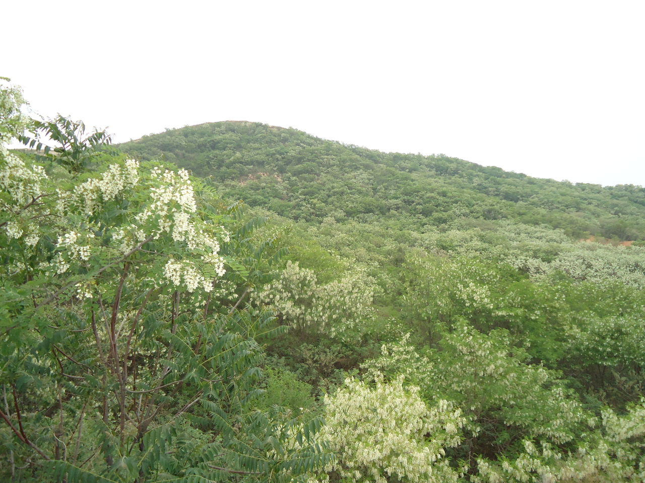 老城街道(肥城市老城鎮)