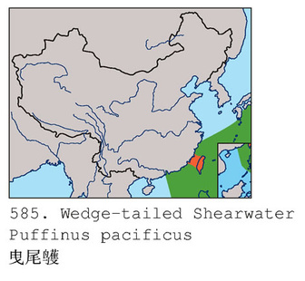 曳尾鸌中國分布圖