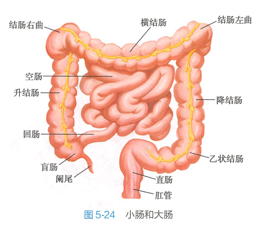 結腸右曲