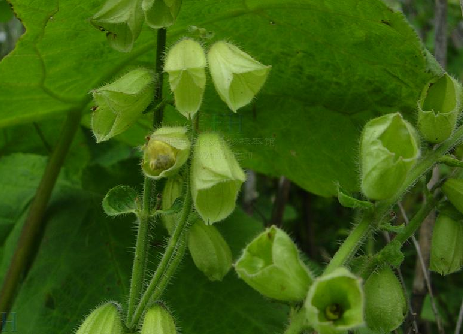 華鼠尾草(野沙參)