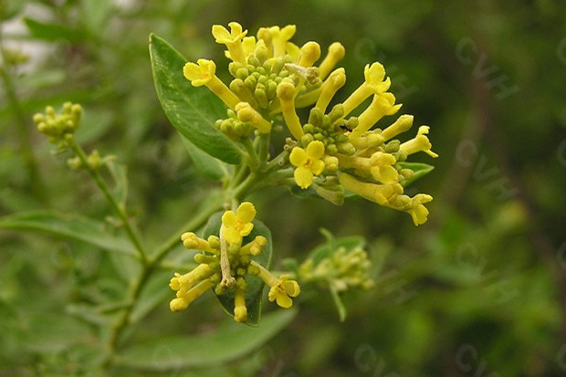 黃芫花(河溯蕘花)