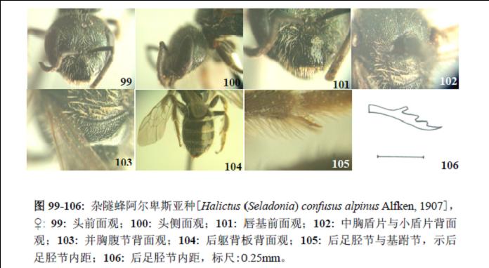 雜隧蜂阿爾卑斯亞種