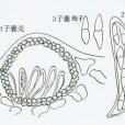 漢伯格球腔菌