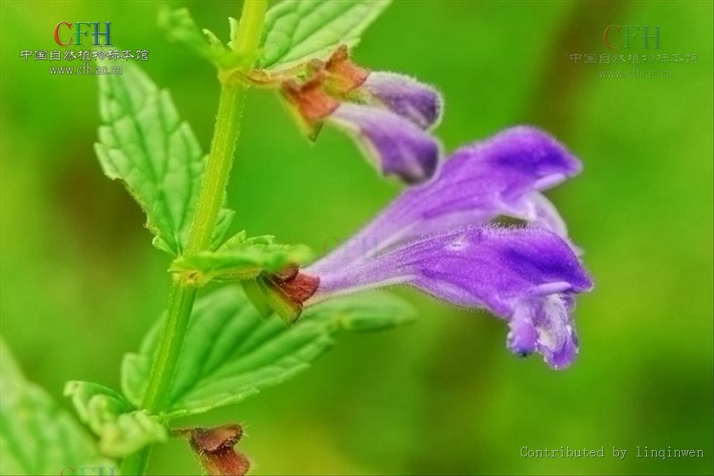 喜沙並頭黃芩