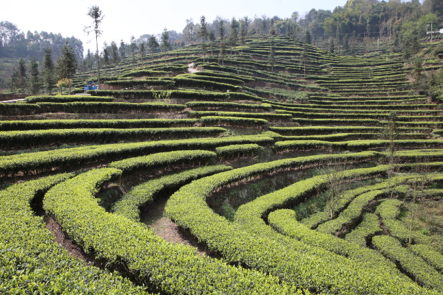 高縣蜀山茶海景區