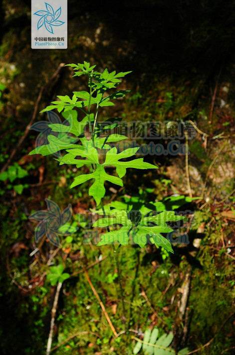 深裂五裂蟹甲草（變種）