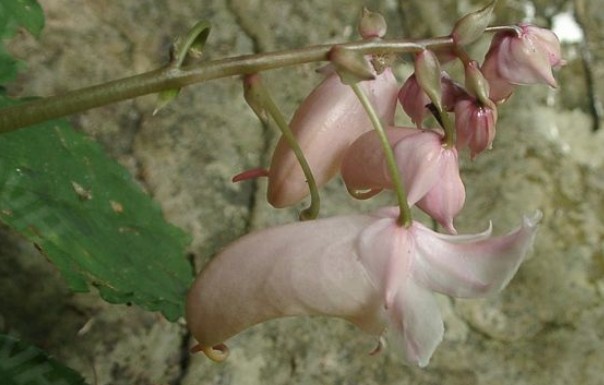 匙葉鳳仙花