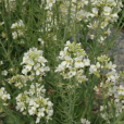 白花甘藍(芥藍（十字花科芸薹屬植物）)