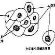 鱗狀細胞化生