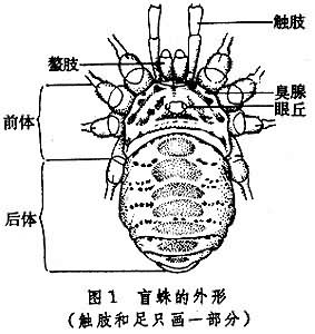 盲蛛目