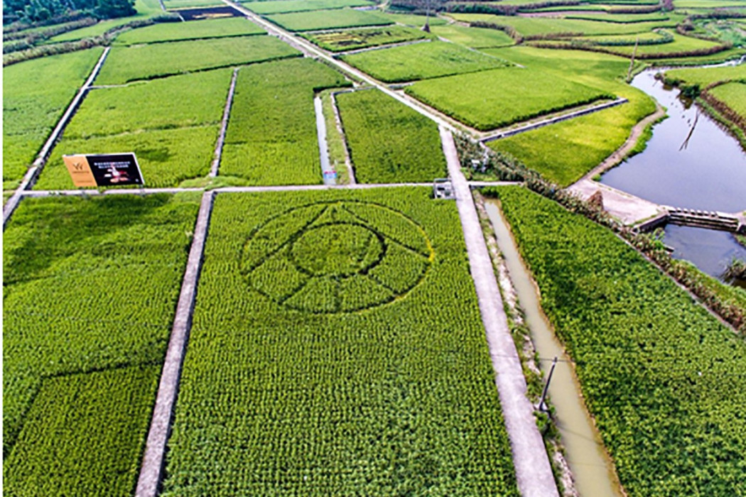 李子村稻粱產業基地