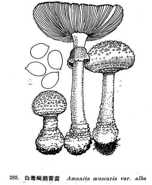 白毒蠅鵝膏菌