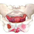 女性骨盆模型