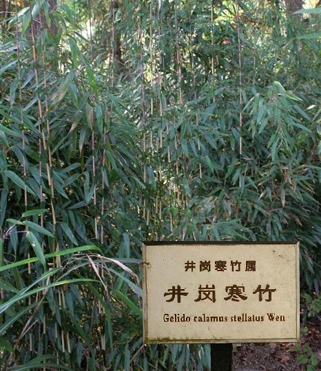 黃山庫-井岡寒竹