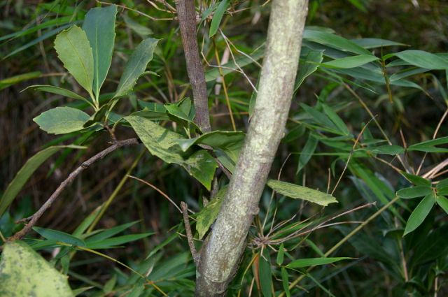 網脈山龍眼