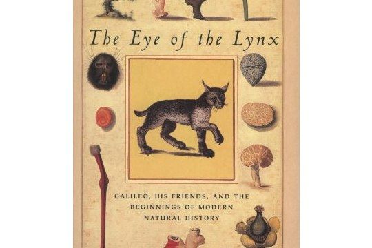 The Eye of the Lynx