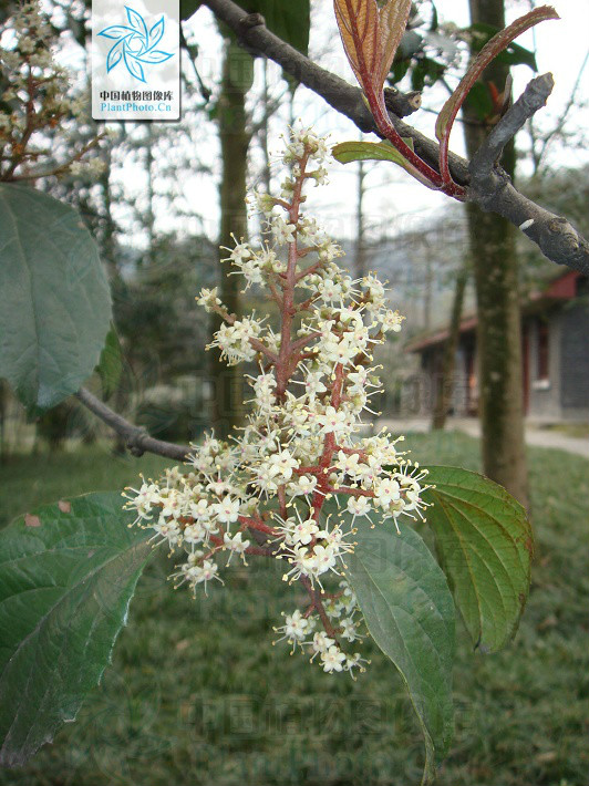 密花莢蒾