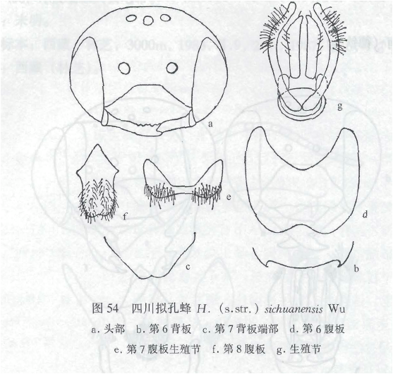 四川擬孔蜂