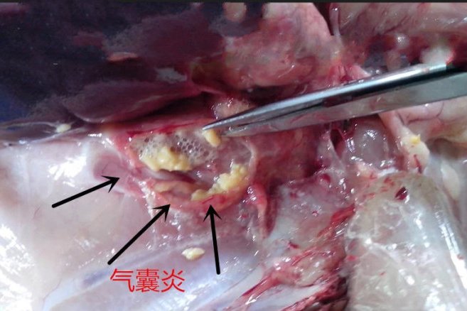 肉雞氣囊炎