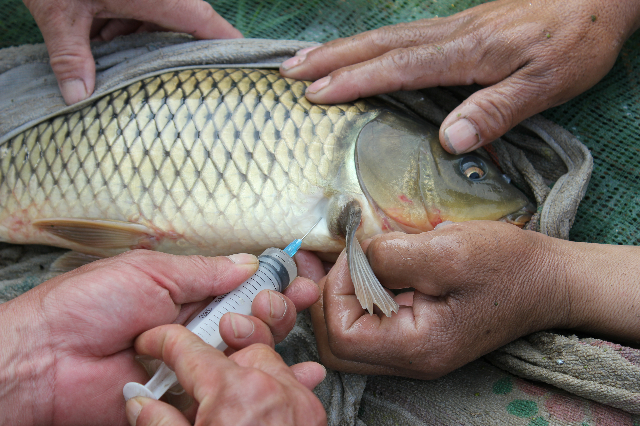 東阿黃河鯉魚