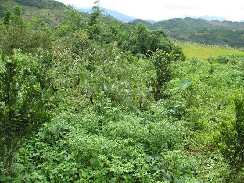 嘎白馬珠村-種植業