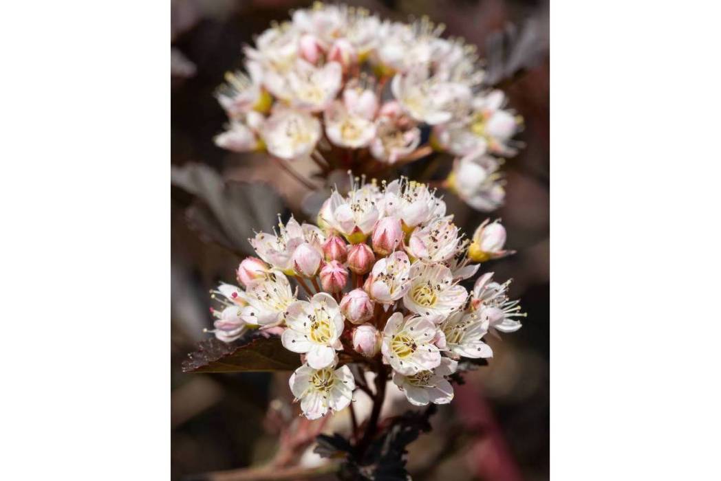 Physocarpus opulifolius \x27N5\x27 PANTHER