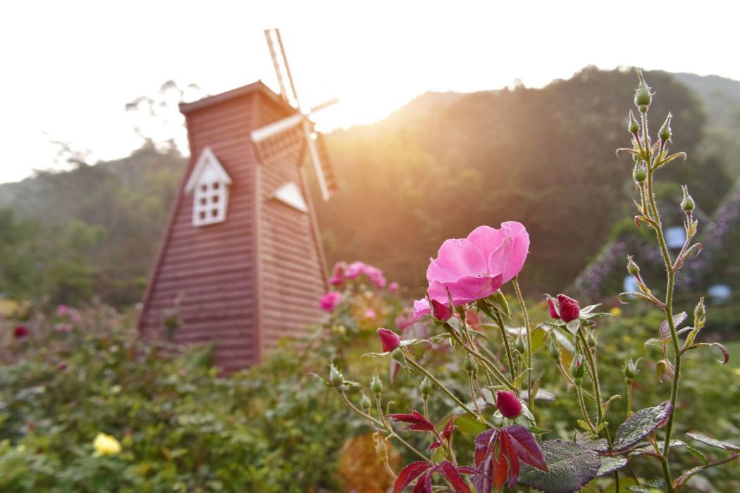 茶山櫻花谷