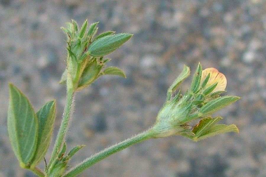 卡西柱花草