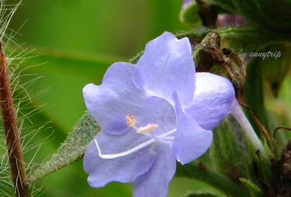 環毛紫雲菜