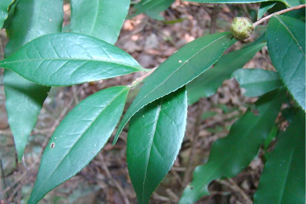 瘸葉短蕊茶