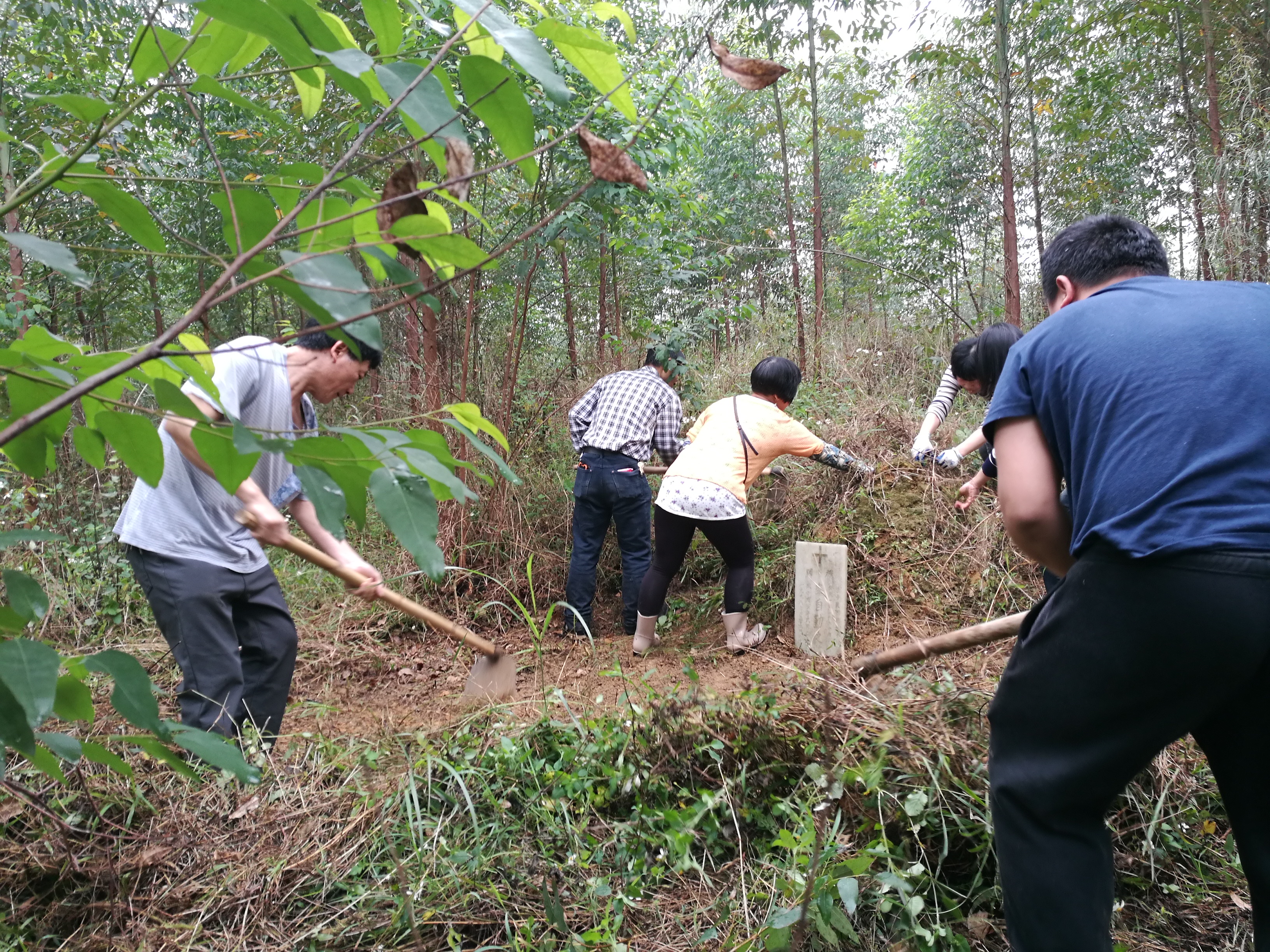 行山祭祖，清除雜草