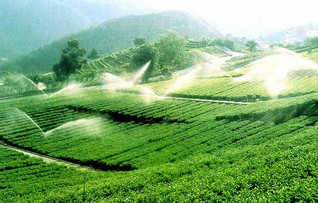 東南丘陵的茶園