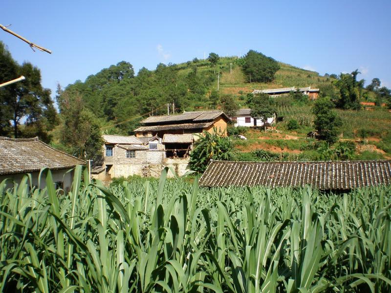 領崗村(雲南楚雄市西舍路鄉下轄村)