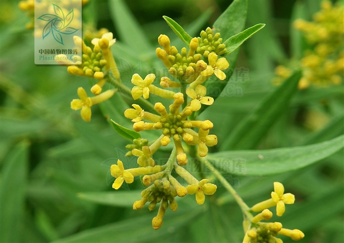 河蒴蕘花