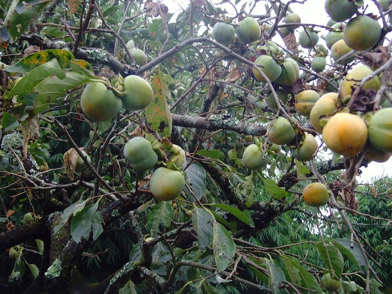 黨西村甜柿種植業