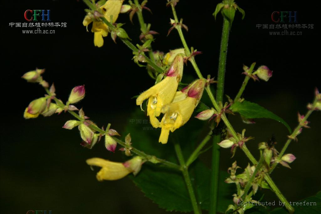 圓苞鼠尾草