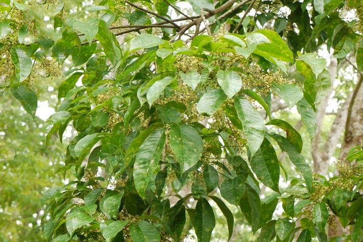 橡膠樹海南個體