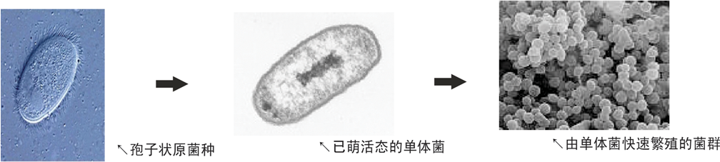 線上持續生物增效技術