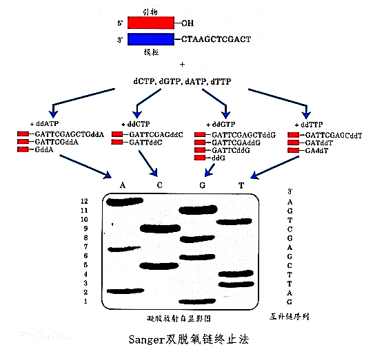 Sanger雙脫氧鏈末端終止法