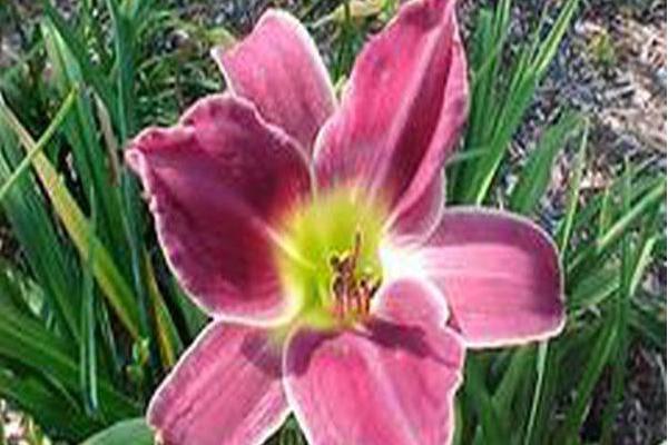 Hemerocallis \x27Crown Royal\x27