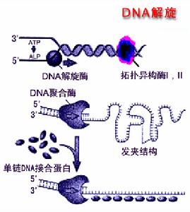 DNA旋解