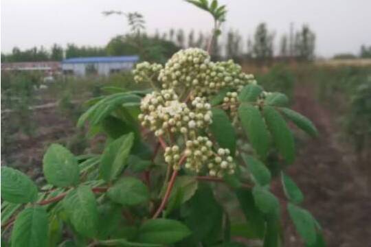 花楸樹林科院家系6號