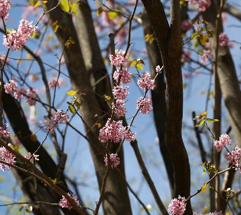 湖北紫荊