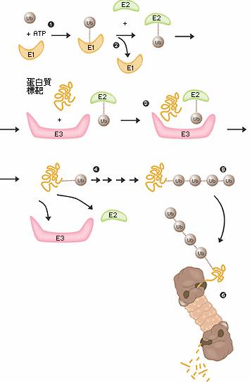 蛋白質的酶促降解
