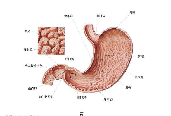 急性胃黏膜病變(急性潰瘍)