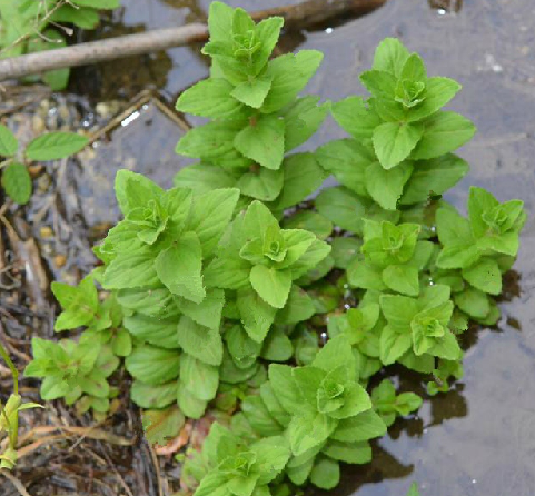 水蝦草根