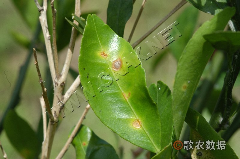 柑橘脂點黃斑病(柑橘脂斑病)