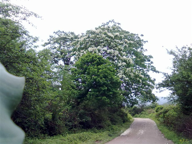 平林村(廣東省南雄市油山鎮平林村)